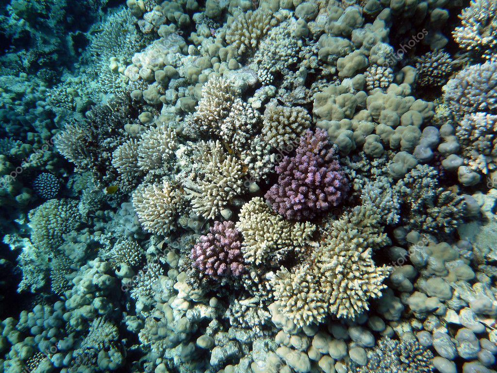 Barrière De Corail Sous Leau — Photographie Kashkan © 7812332 