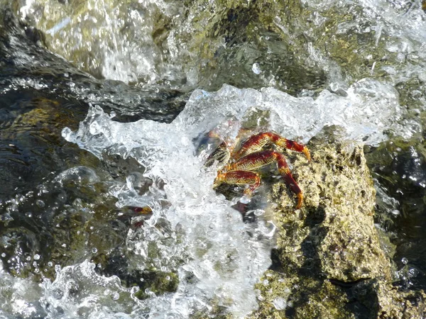 Yengeç kapalı deniz dalgası