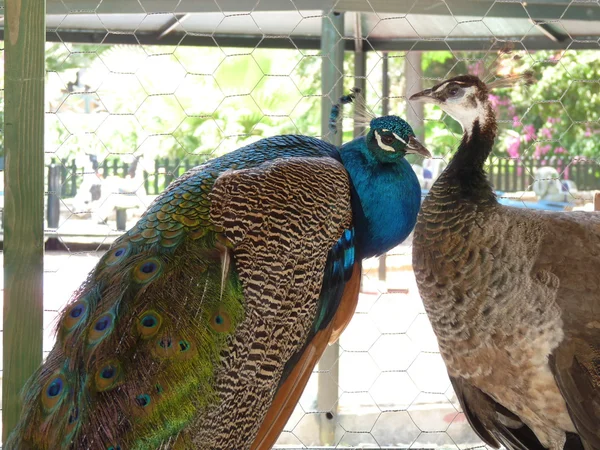 Beautiful peacock and a female — Stock Photo, Image