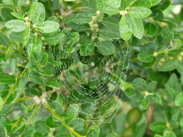 yağmur sonra Web