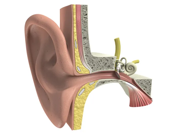 Anatomia dell'orecchio umano tridimensionale Foto Stock