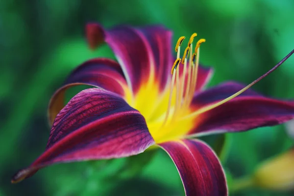 stock image Beautiful lily