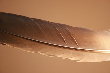 Feather in the light. clipart