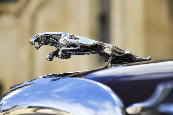 Jaguar στο αυτοκίνητο αντίκα — Φωτογραφία Αρχείου