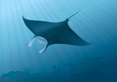 Manta Ray clipart