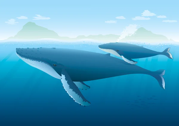 Ballenas jorobadas en superficie — Vector de stock