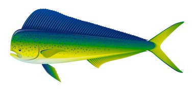 Dorado Fish clipart