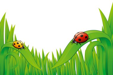 iki ladybugs ve çim üzerinde beyaz.
