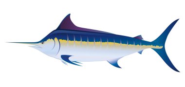 Blue Marlin clipart