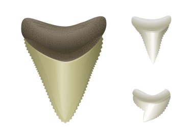 Shark's teeth | Megalodon - fossil, Great White, Tiger clipart