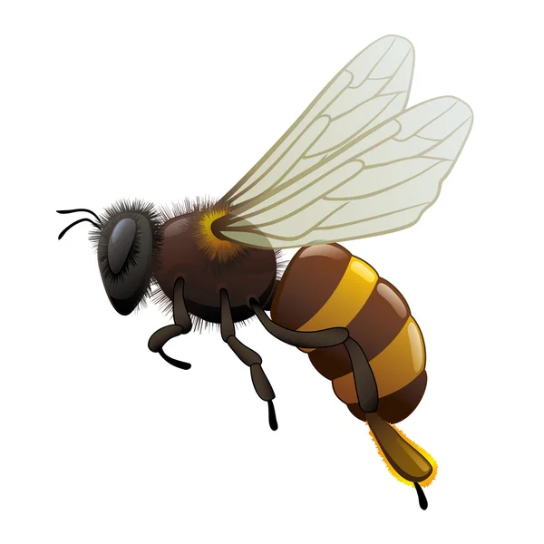Bee - insekt — Stock vektor