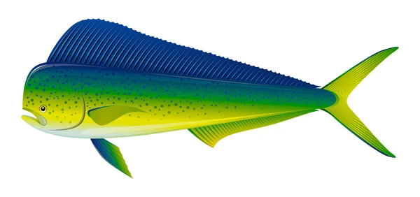 Dorado Fish — Stock Vector