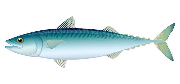 Atlantická makrela — Stockový vektor