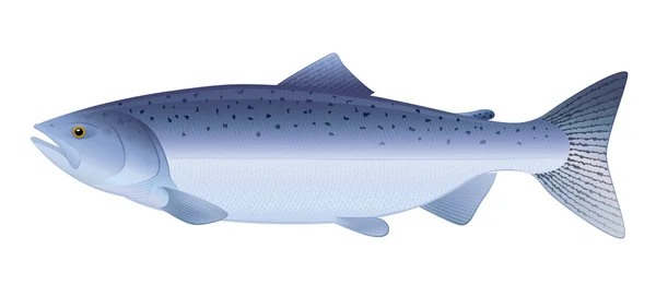 Королевский лосось — стоковый вектор