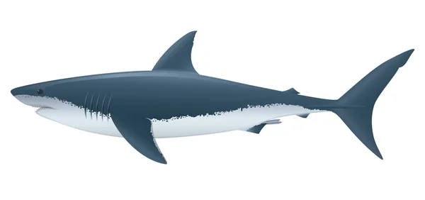 Żarłacz biały — Wektor stockowy