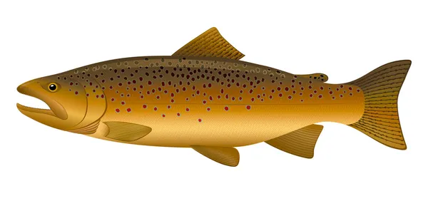 Brown Trout — Stock Vector