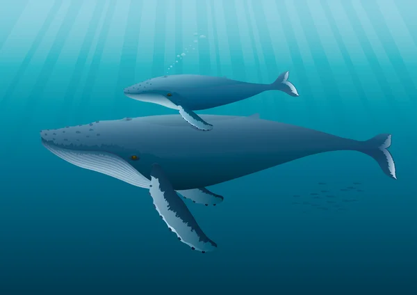 Горбатый кит мать с молодым — стоковый вектор