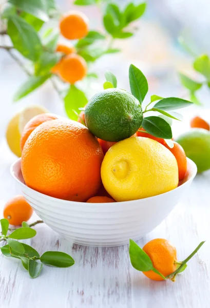 Mieszanych owoców cytrusowych — Zdjęcie stockowe