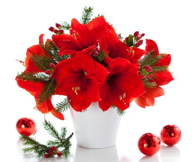 Christmas arrangement of amaryllis clipart