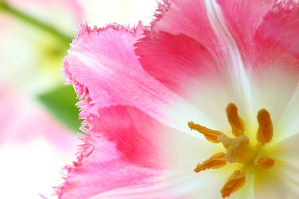 Gyönyörű rózsaszín tulipánok — Stock Fotó