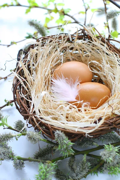 Easter eggs in a nest with feather — Stock Photo, Image