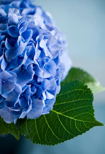 Blue hydrangea — Stock Photo, Image