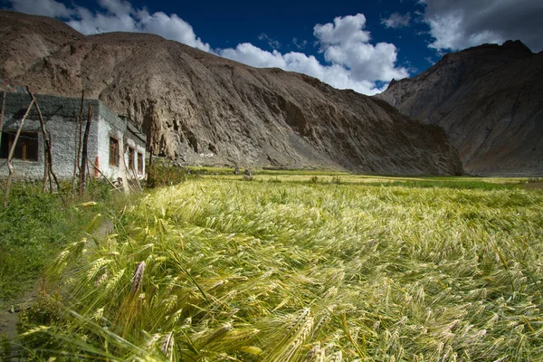 Pšeničné pole v marhka údolí nedaleko města leh Indie — Stock fotografie