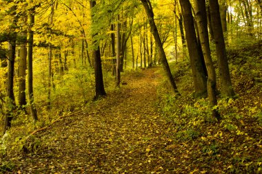 sonbahar forrest - yolu ile katta yaprakları