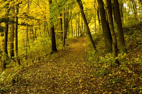 stock image Autumn Forrest - Path with Leaves on floor