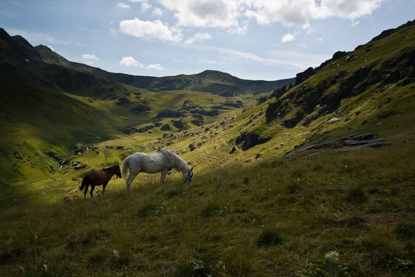 美しい雲の緑山の谷で馬 ストック画像