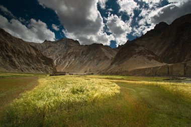 Wheat filed landscape located in Marhka Valley, Leh clipart