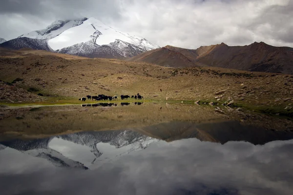 Yak localizado no incrível Himalaia indiano dentro de Marhka Valley summit — Fotografia de Stock