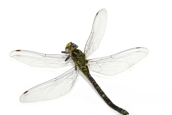 stock image Dragonfly