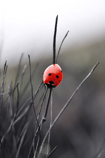 Ladybug on a burnt-out grass