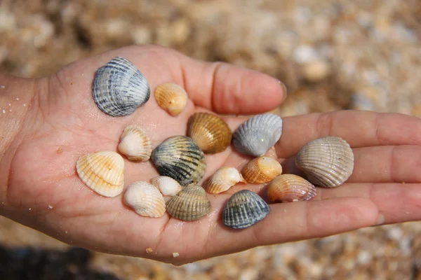 stock image Shells on the palm