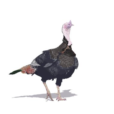 Turkey clipart