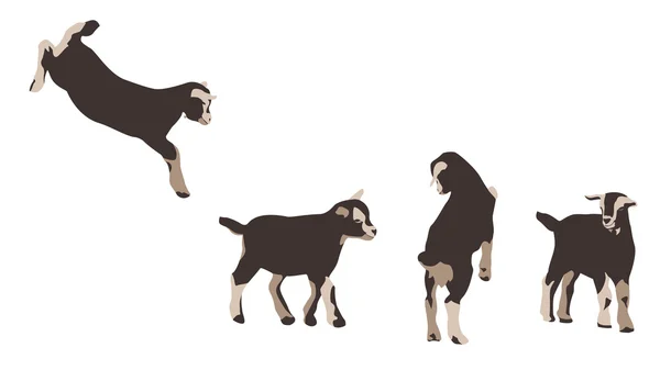 Baby Goats — Stock Vector