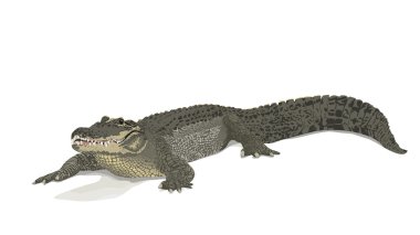 Saltwater Crocodile clipart