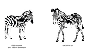 Zebras clipart