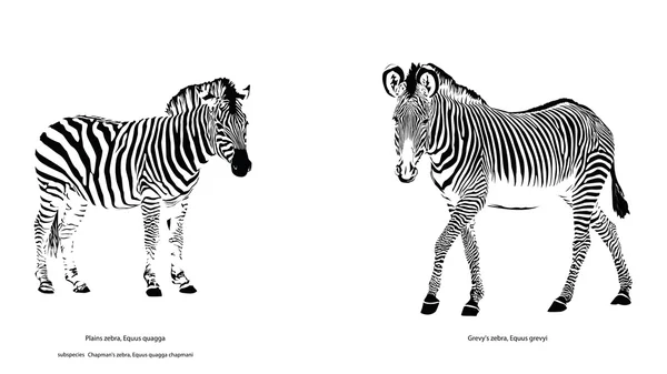 Zebras — Stock Vector