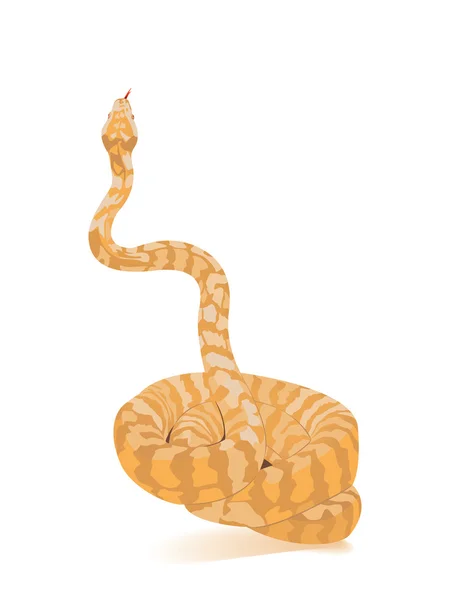 stock vector Albino python