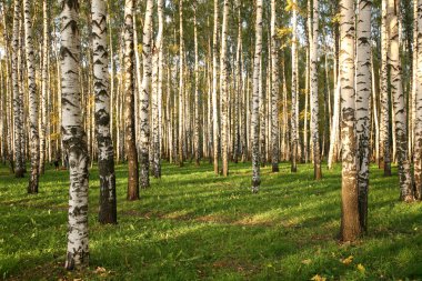 Birch Grove in early autumn clipart