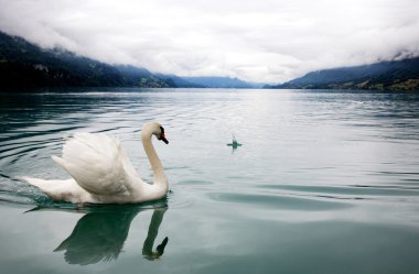 White swan in mist lake clipart
