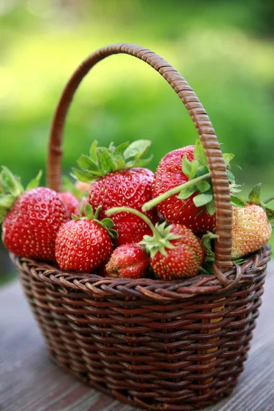 Koszyk truskawek w ogrodzie — Zdjęcie stockowe