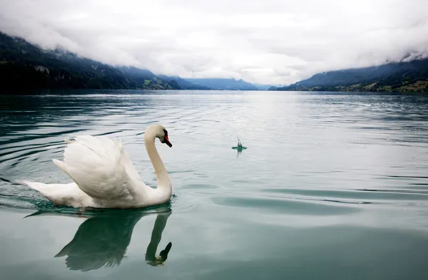 Cigno bianco nel lago nebbia — Foto Stock
