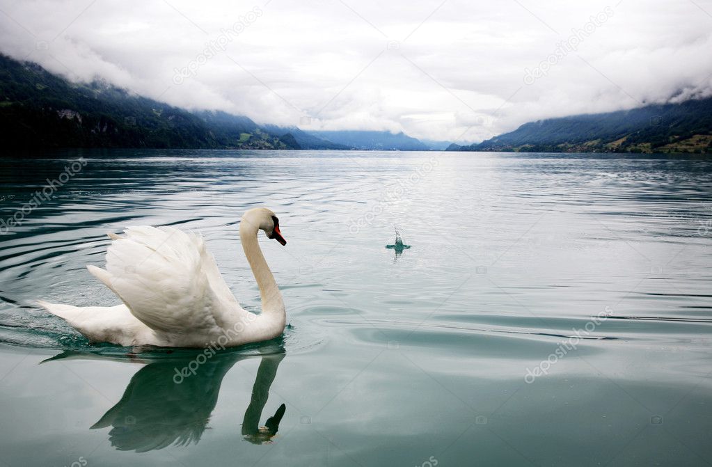 White swan in mist lake