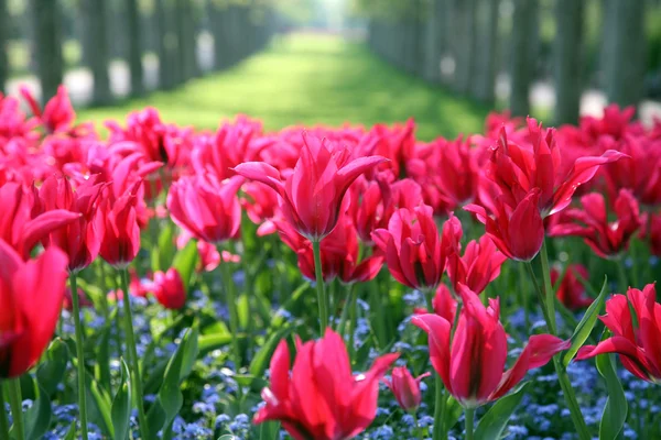 Tulpen im Park — Stockfoto