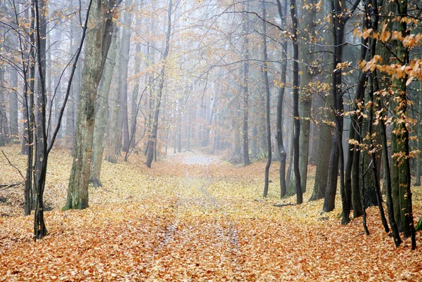 Осень чистая золотая дорога в лесу — стоковое фото