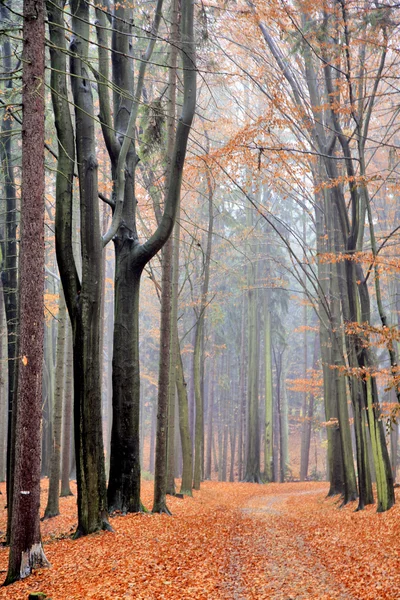 秋天的路在森林里 — 图库照片