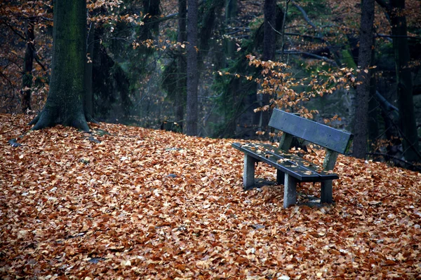 stock image Bench in the forest in autumn